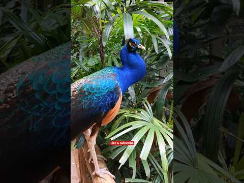 Peacocks are large, colorful pheasants typically blue and green .. #cutebirds #birdworld #animals