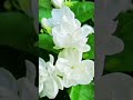 Different Types Of Flowers Malli Poo Song