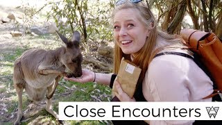I visited a wildlife park in South Australia! (I got to hold a Koala!)