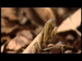 Documentary Nature - Alien Insect: Praying Mantis