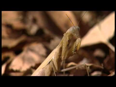 Alien Insect: Praying Mantis