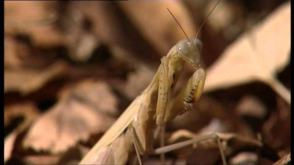 Alien Insect: Praying Mantis
