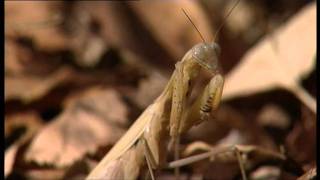 MANTIS