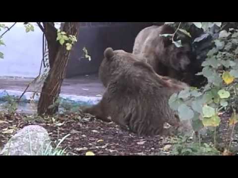 Entscheidung zu Stadtbären