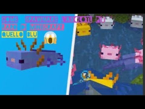 Come spawnare un axolotl Blu( quello più raro)