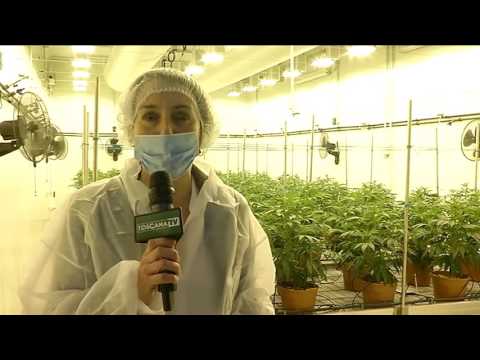 2017-02-28 TOSCANA - A METROPOLIS SI PARLA DI CANNABIS TERAPEUTICA