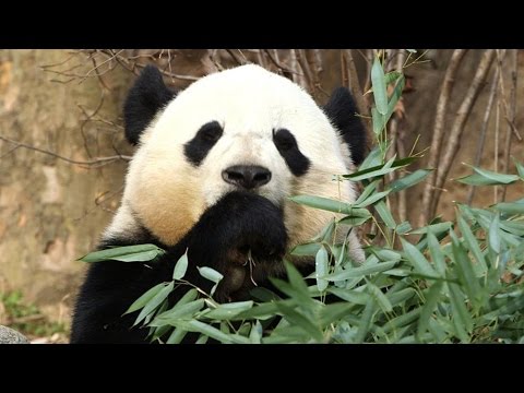 中國收回熊貓，在祕密軟實力陰謀中｜中國無刪改 (China Takes Back Its Panda, in Secret Soft Power Plot | China Uncensored)