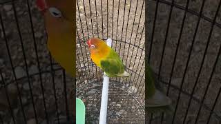 Download lagu Jantan Konslet Nada Kering ⚡⚡ #ngekekmania #lovebirdkonslet #lovebirdkonsletindonesia #lovebirds mp3