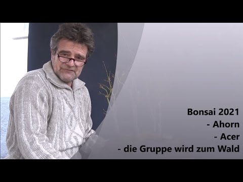 Bonsai 2021-17 - Ahorn - Acer - die Gruppe wird zum Wald