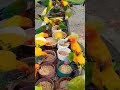 Beautiful Colorful Birds Shorts