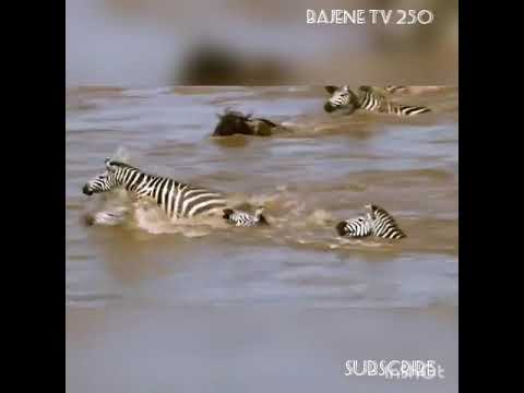 Amazing hippopotamus save zebra from crocodile