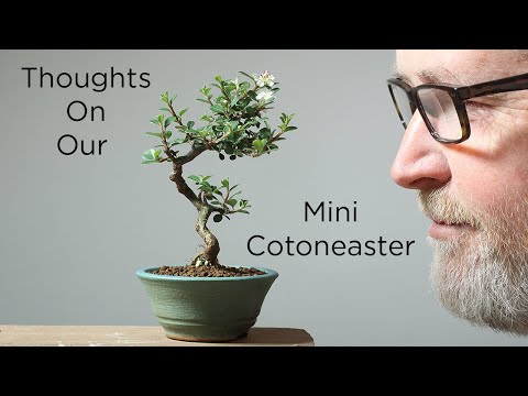 Bonsaify | Tips for Mame Cotoneaster Bonsai in Spring