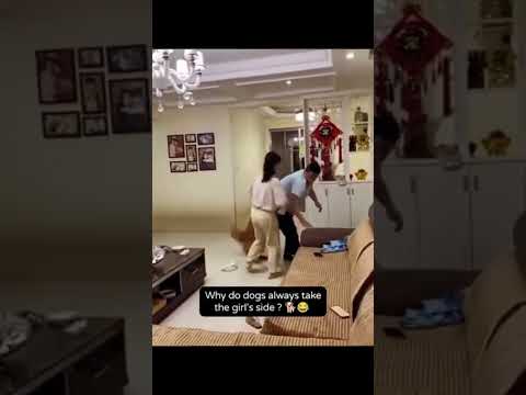 Bro is literally beating the guy... Fulfilling his personal goals by helping mom ..#dog #puppy #pet