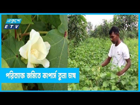 চাঁপাইনবাবগঞ্জের নাচোলে পরিত্যাক্ত জমিতে কাপার্স তুলা চাষ