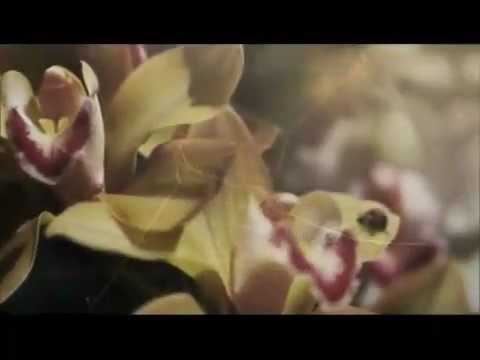 Earth Song feat-Rasa Serra