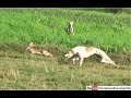 New Season Open Coursing With Working Dogs Greyhound Vs Hare