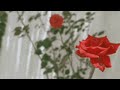 Faten Kanaan Afternoon Official Video