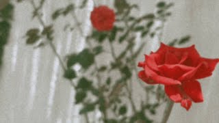 Faten Kanaan – Afternoon