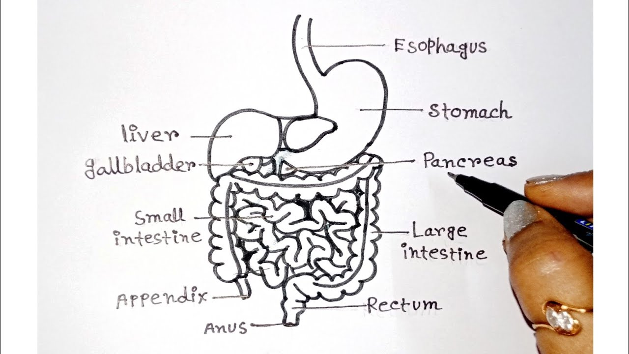 Human Digestive system diagram step by step / मानव पाचन तंत्र का चित्र 