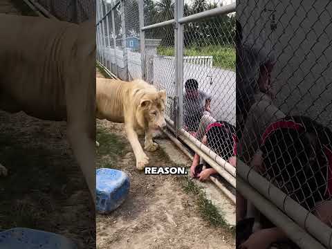 This Man Puts His Hand in A Lion’s Cage… The Lion’s Reaction? Priceless! 😂🦁 #shorts #lion