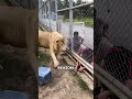 This Man Puts His Hand in A Lion’s Cage… The Lion’s Reaction? Priceless! 😂🦁 #shorts #lion