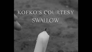 Kofko - Swallow video