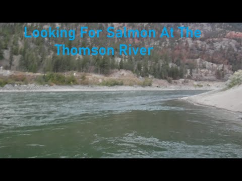Looking For Salmon At The Thompson River