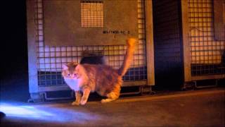 &#39;Taunting the Cat&#39; - The Hunger Games: Mockingjay Part 1 Score by James Newton Howard