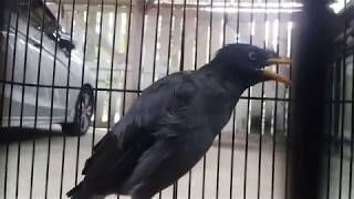 Download lagu suara keras burung jalak kebo gacor mata putih mp3 Download lagu suara keras burung jalak kebo gacor mata putih mp3