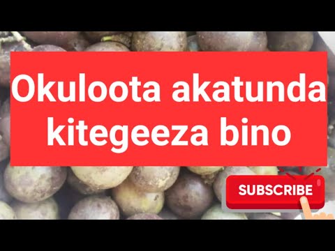 Okuloota akatunda kitegeeza bino wamanga
