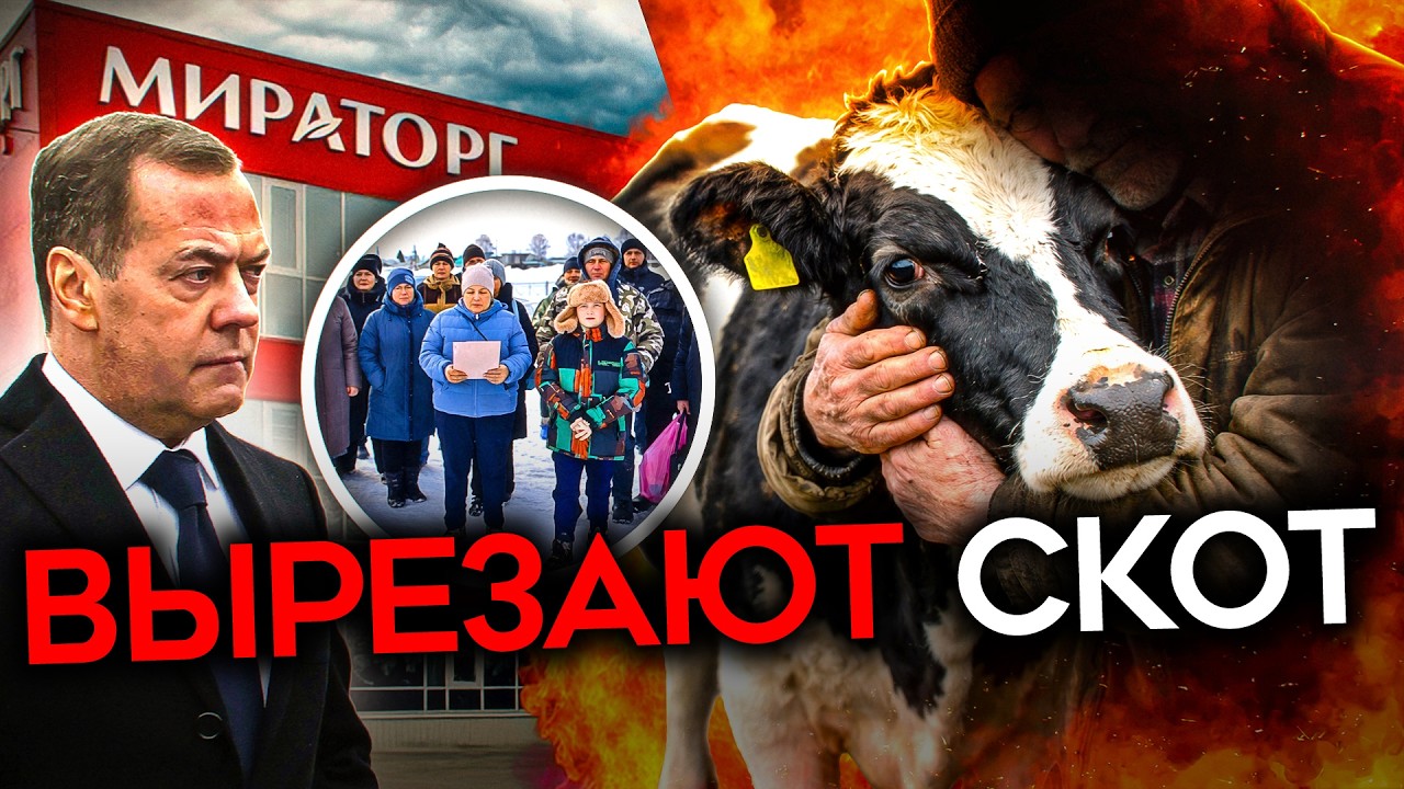 «СЖИГАЙТЕ НАС ВМЕСТЕ С КОРОВАМИ». Власть убивает скот, фермеры перекрывают д