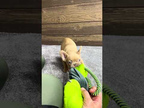Video 3