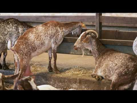Manolo Gutiérrez's caprine purebred florida farm - Puebla de Cazalla (Seville)