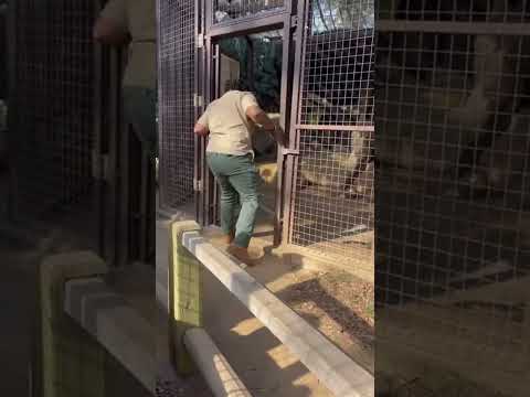 A Tiger Charges the Guardian… What the Gorilla Did Was Unreal 😱🦍