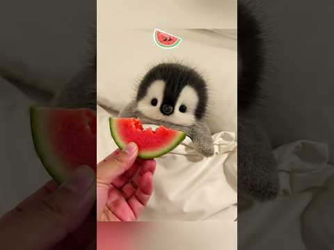 It's time to sleep but the little penguin is hungry #cute #adorable #penguin #cuteanimals #fluffy