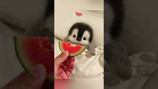 Download lagu It's time to sleep but the little penguin is hungry #cute #adorable #penguin #cuteanimals #fluffy mp3 Download lagu It's time to sleep but the little penguin is hungry #cute #adorable #penguin #cuteanimals #fluffy mp3