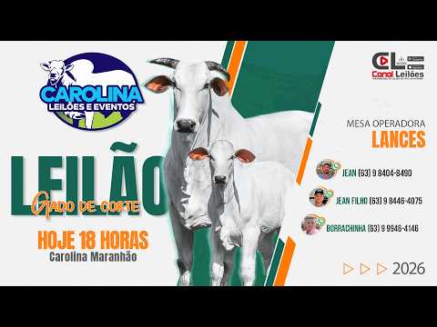LEILÃO GADO DE CORTE CAROLINA LEILÕES | CAROLINA-MA   12/03/2026