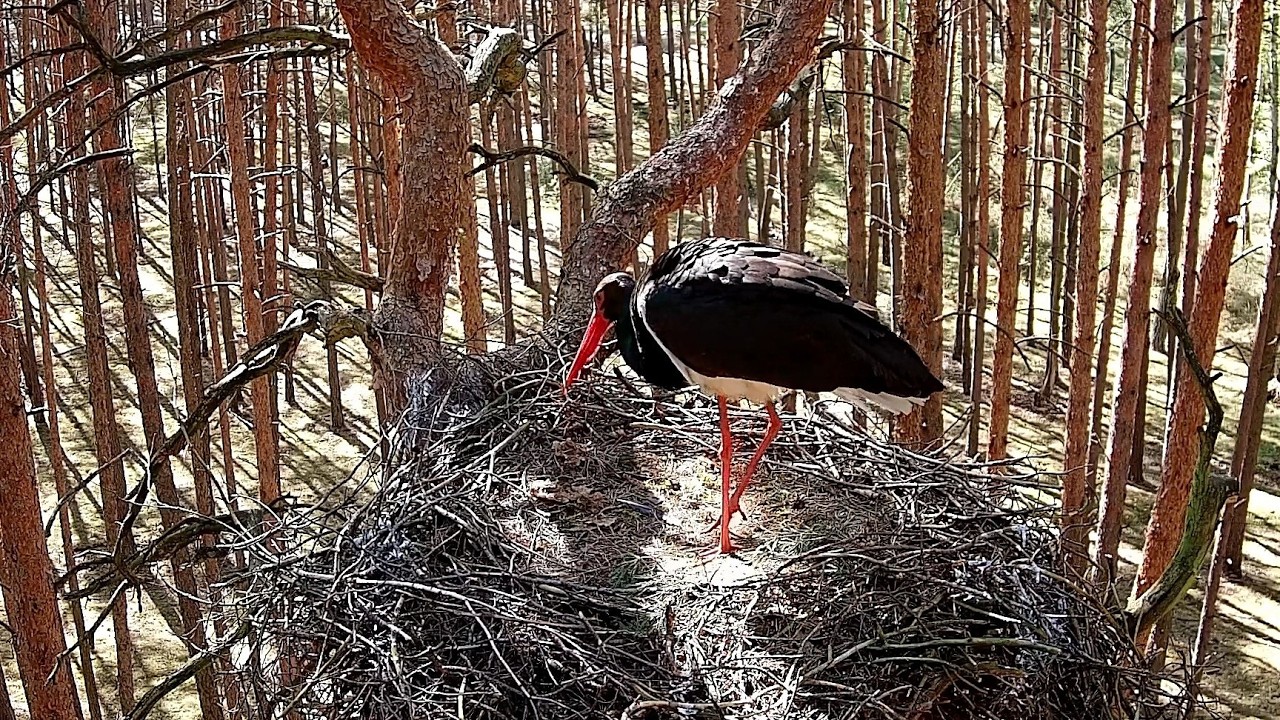 Live webcam view of Black Stork Nest Live Cam