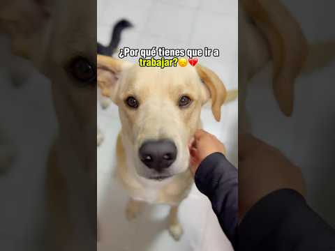 ¿Por qué tienen que irse los humanos?💔😞#perros #perritos #perrosdivertidos #mascotas #parati