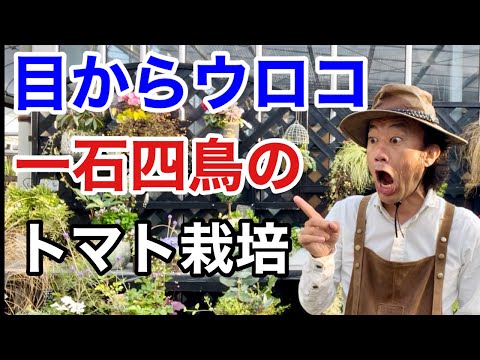 トマトに最適な肥料は何ですか?土壌を豊かにし、成長させるためのおばあちゃんの 7 つのヒント  庭園