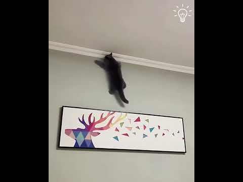 මෙයාලගේ හුරතලේ | #cats #cat #shortsvideo