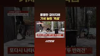 용맹한 강아지에 기세 눌린 '흑곰' #JTBC #Shorts