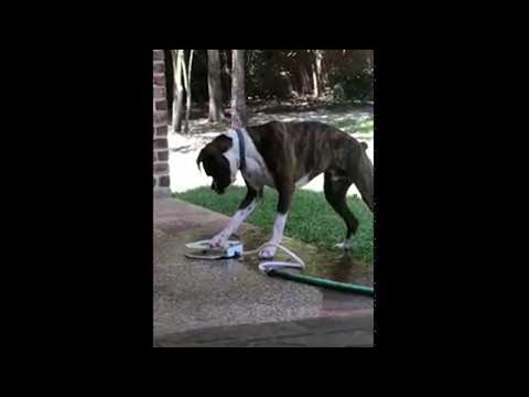 כלב שלמד טריק חדש בזמן הסגר