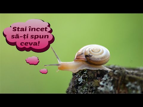 Melcul - tot ce trebuie să știi