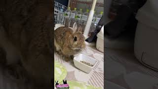 8月11日でチロメちゃん3歳です。特に何も無いですがご報告まで🐇