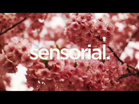 Maz BR, Antdot, Letícia Fialho - Corpo e Canção