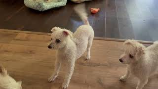 Video preview image #1 Bichon Frise-Unknown Mix Puppy For Sale in Alexandria, KY, USA
