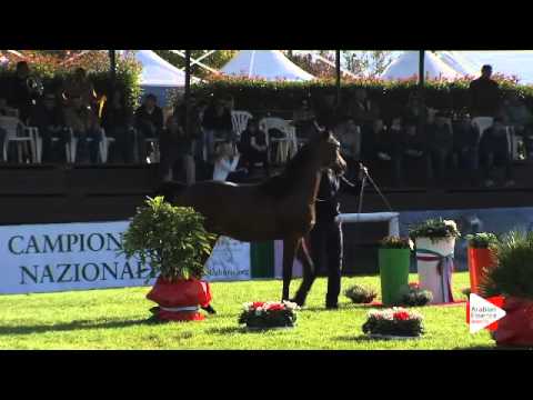 N.2 CS PRINCE BAY - Arezzo 2015 - Yearling Colts (Class 1A)