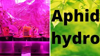 Aphid infestation in hydroponics