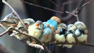 J.J. Cale - Artificial Paradise